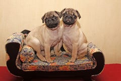 Young Pugs Sitting On A Sofa Stock Images