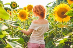 Young Redheaded Woman In A Field Of Sunflowers Stands Back, Rear View, Sunset Light, Sunset In A Field Of Sunflowers Royalty Free Stock Images