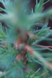 Young redwood, giant sequoia, close-up royalty free stock photo Young redwood, giant sequoia, close-up royalty free stock photo