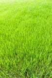 Young rice in farm of Thailand royalty free stock photo Young rice in farm of Thailand royalty free stock photo