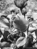 Rose royalty free stock photo Rose royalty free stock photo