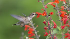 Young Ruby-throated Hummingbird pollinating red Sage. stock photography Young Ruby-throated Hummingbird pollinating red Sage. stock photography