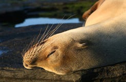 Young Sea Lion Stock Photos