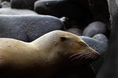 Young Sea Lion Sleeping Camouflaged as a Rock His Ear and Whiske Royalty Free Stock Images Young Sea Lion Sleeping Camouflaged as a Rock His Ear and Whiske Royalty Free Stock Images