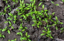 Young Seedling Parsley Plant Growing In Garden Bed. royalty free stock image Young Seedling Parsley Plant Growing In Garden Bed. royalty free stock image