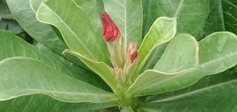 Young shoots of beautiful red flower buds on the tree.