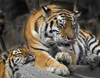 Young Siberian Tigers 1 Royalty Free Stock Photography