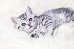 Young Silver Tabby Spotted Cat Lying On Sheep Skin Royalty Free Stock Photography