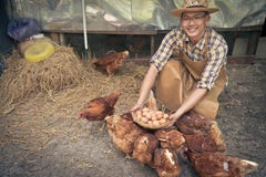 Young Smart Farmer Wear Plaid Long Sleeve Shirt Brown Apron Are Holding Fresh Chicken Eggs Into Basket At A Chicken Farm In Him Ho Stock Image