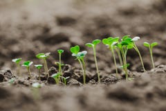 Young sprouts of micro greens riszing from the ground royalty free stock image Young sprouts of micro greens riszing from the ground royalty free stock image