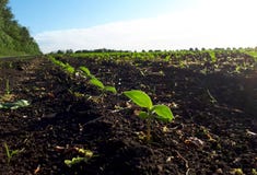 Young sprouts of sunflower on the field, spring concept royalty free stock photo Young sprouts of sunflower on the field, spring concept royalty free stock photo