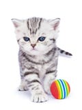 Young Standing Silver Tabby Cat With Colorful Ball Royalty Free Stock Images Young Standing Silver Tabby Cat With Colorful Ball Royalty Free Stock Images