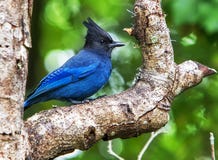 Young Steller`s Jay on Tree Branch