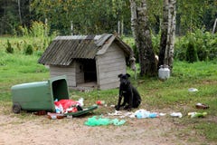 Young stupid dog cane corso playing with garbage container royalty free stock image Young stupid dog cane corso playing with garbage container royalty free stock image