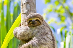 Young 3 Toed Sloth in its natural habitat. Amazon River, Peru