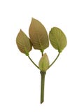 Young top leaves of Mitragyna speciosa kratom royalty free stock image Young top leaves of Mitragyna speciosa kratom royalty free stock image