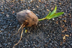 Young Tree Coconut Royalty Free Stock Photography Young Tree Coconut Royalty Free Stock Photography