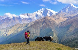 Young trekker looking at snow mountain royalty free stock image Young trekker looking at snow mountain royalty free stock image