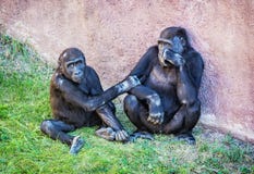 Young Western lowland gorilla - Gorilla gorilla gorilla - mother Stock Images Young Western lowland gorilla - Gorilla gorilla gorilla - mother Stock Images