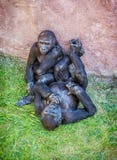 Young Western lowland gorilla - Gorilla gorilla gorilla - mother Stock Photo Young Western lowland gorilla - Gorilla gorilla gorilla - mother Stock Photo