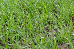 Young wheat seedlings growing in a field. Close up royalty free stock photos Young wheat seedlings growing in a field. Close up royalty free stock photos