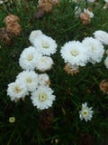 Young white flower surrounded by death Stock Image Young white flower surrounded by death Stock Image