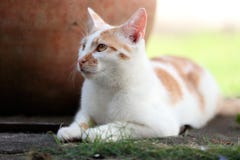 Bildergebnis für red white cat