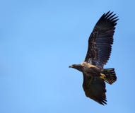 Young White-tailed eagle fast flying in blue sky stock photography Young White-tailed eagle fast flying in blue sky stock photography