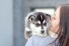 Young women holds her best friend little pet puppy of husky in her arms. love for dogs royalty free stock photos Young women holds her best friend little pet puppy of husky in her arms. love for dogs royalty free stock photos
