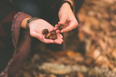 A young woman picks up the chestnuts fallen on the ground in an autumnal forest royalty free stock image A young woman picks up the chestnuts fallen on the ground in an autumnal forest royalty free stock image