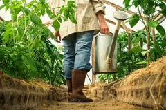 Young woman watering plants in glasshouse close up royalty free stock image Young woman watering plants in glasshouse close up royalty free stock image