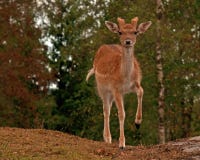 Young 1 year fawn of fallow deer, a male in a forest in Sweden Stock Photos Young 1 year fawn of fallow deer, a male in a forest in Sweden Stock Photos