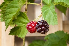 Youngberryfruit en Bladeren die een Houten Rooster groeien royalty-vrije stock fotografie Youngberryfruit en Bladeren die een Houten Rooster groeien royalty-vrije stock fotografie