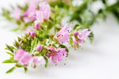 Ysop, Hyssopus officinalis, medizinische Anlage stockfotografie Ysop, Hyssopus officinalis, medizinische Anlage stockfotografie
