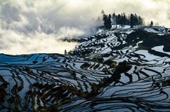 Yuanyang rice terrace at sunrise, Yunnan province, China royalty free stock images Yuanyang rice terrace at sunrise, Yunnan province, China royalty free stock images