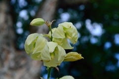 Yucca blossoms close up royalty free stock photography Yucca blossoms close up royalty free stock photography