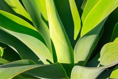 Yucca πράσινων εγκαταστάσεων ή δέντρο της ζωής που συλλαμβάνεται πολύ πολύ, στενός επάνω στοκ φωτογραφία με δικαίωμα ελεύθερης χρήσης Yucca πράσινων εγκαταστάσεων ή δέντρο της ζωής που συλλαμβάνεται πολύ πολύ, στενός επάνω στοκ φωτογραφία με δικαίωμα ελεύθερης χρήσης