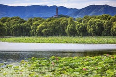 Yue Feng Pagoda Lotus Garden Summer-Paleis Peking China royalty-vrije stock foto Yue Feng Pagoda Lotus Garden Summer-Paleis Peking China royalty-vrije stock foto