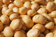 Yukon Gold Potatoes Royalty Free Stock Photo