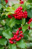 Yuletide Holly Berries Stock Photography Yuletide Holly Berries Stock Photography