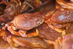 Żywy Dungeness krab w rynku obrazy stock Żywy Dungeness krab w rynku obrazy stock