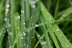 Z raindrops zielona trawa Obraz Royalty Free Z raindrops zielona trawa Obraz Royalty Free