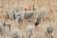 Zachodni kojota Canis latrans Fotografia Royalty Free Zachodni kojota Canis latrans Fotografia Royalty Free