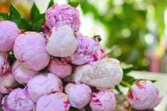 Zachte roze mooie pioenen op een lijst royalty-vrije stock foto's Zachte roze mooie pioenen op een lijst royalty-vrije stock foto's
