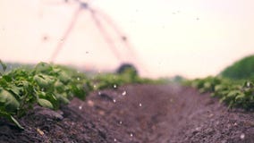 Zako?czenie Irygacja proces gdy narastające grule w ziemi, w rzędach, na rolniczym polu Mali zieleni potatoe krzaki zdjęcie wideo Zako?czenie Irygacja proces gdy narastające grule w ziemi, w rzędach, na rolniczym polu Mali zieleni potatoe krzaki zdjęcie wideo