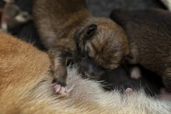 Zakończenie Nowonarodzony Shiba Inu szczeniak Japończyka Shiba Inu pies Piękny shiba inu szczeniaka koloru brąz i mama 1 dzień st zdjęcie stock Zakończenie Nowonarodzony Shiba Inu szczeniak Japończyka Shiba Inu pies Piękny shiba inu szczeniaka koloru brąz i mama 1 dzień st zdjęcie stock