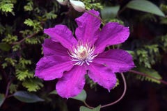 Zakończenie clematis kwiat na ciemnym tle obrazy stock Zakończenie clematis kwiat na ciemnym tle obrazy stock