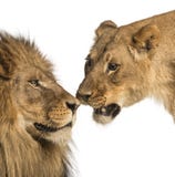 Zakończenie lew i lwica, Panthera Leo, odizolowywający zdjęcia stock Zakończenie lew i lwica, Panthera Leo, odizolowywający zdjęcia stock