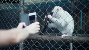 Zakończenie mężczyzna ` s ręki bierze fotografię z smartphone mała biel małpa w zoo 1920x1080 zbiory Zakończenie mężczyzna ` s ręki bierze fotografię z smartphone mała biel małpa w zoo 1920x1080 zbiory