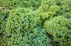 Zakończenie w górę obrazka kędzierzawy kale opuszcza na polu zdjęcie stock Zakończenie w górę obrazka kędzierzawy kale opuszcza na polu zdjęcie stock